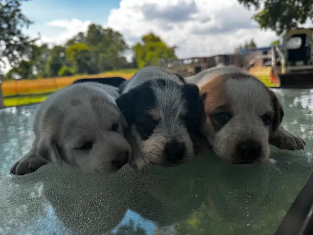 Boarder jack Puppies in Dogs & Puppies for Rehoming in Hamilton - Image 4