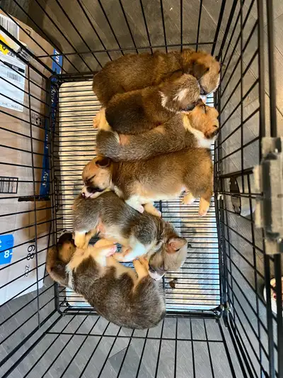 Pembroke Welsh Corgi puppies, View more