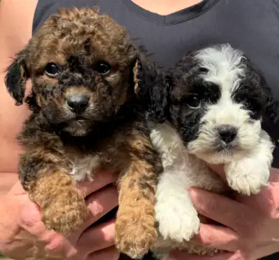 Yorkie Poo Puppies, View more