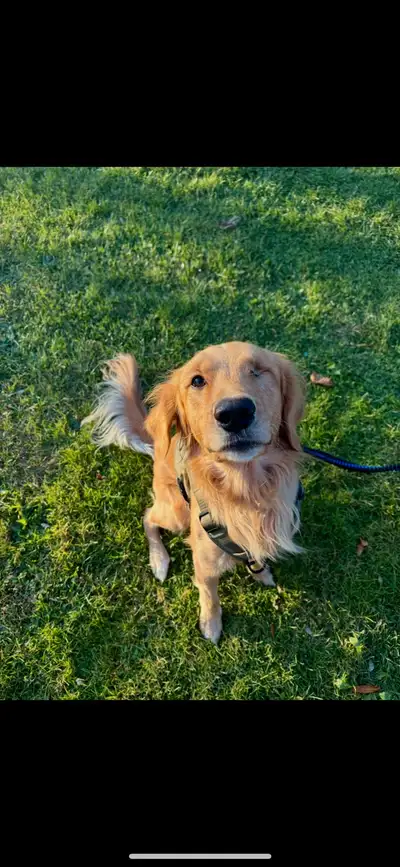 1.5 year old golden retriever. Fantastic with kids. Was attacked by another dog as a puppy and lost...