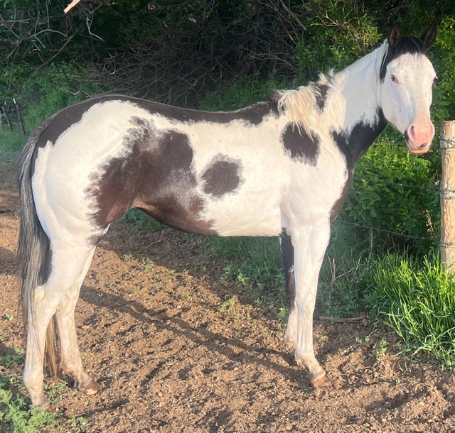 Rising 5yr old APHA mare  in Horses & Ponies for Rehoming in St. Albert - Image 4