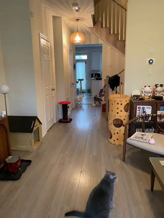 Looking for regular house cleaning in Oakville