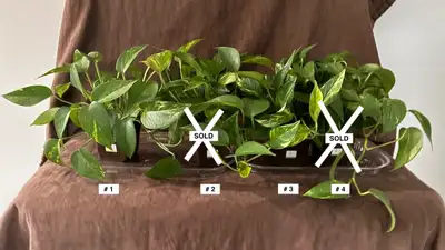 2 LEFT - Live Golden Pothos Plants, View more