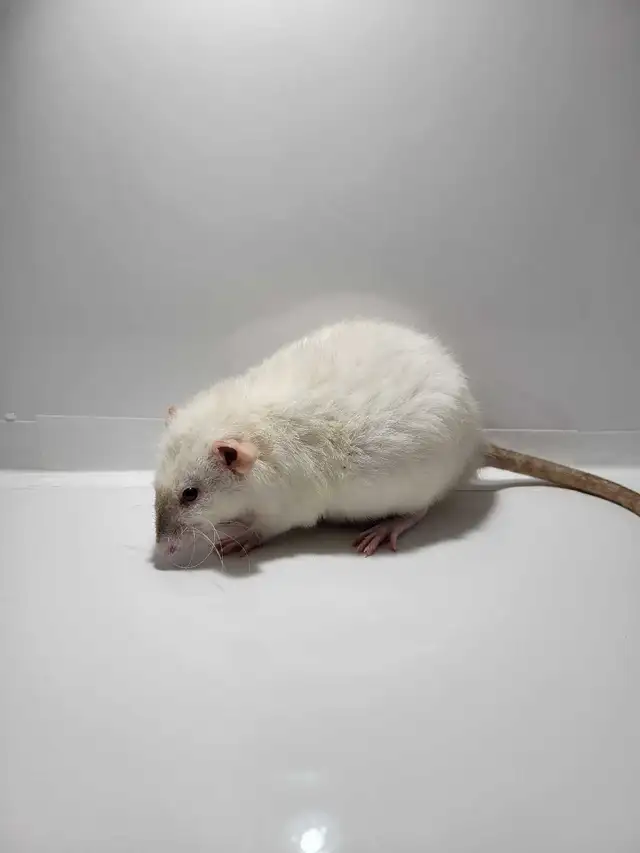RED RATTERY ADOPTIONS in Small Animals for Rehoming in Delta/Surrey/Langley - Image 4