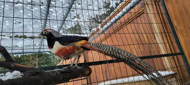 Pheasants in Birds for Rehoming in Delta/Surrey/Langley - Image 4