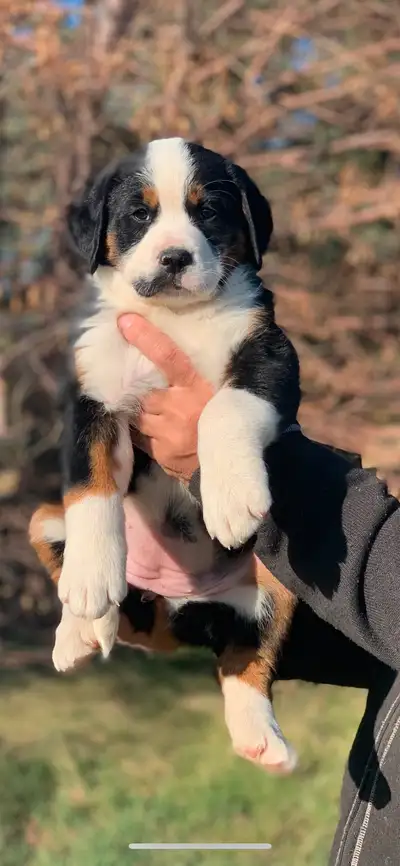 (4) female 3/4 Bernese Mountain Dog x 1/4 St. Bernard puppies. All puppies will be vet checked, have...