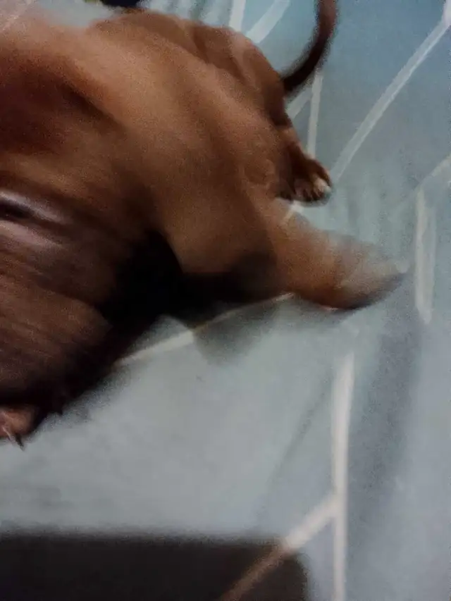 mastiff puppies  in Dogs & Puppies for Rehoming in Ottawa - Image 3
