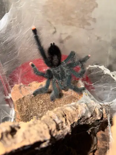 I have a MM avic avic (pinktoe) if anyone is looking to breed. Let me know and we can work something...