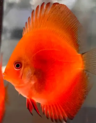 Red ninja discus on sell, View more