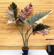 philodendron caramel marble pink and red62864746235138123