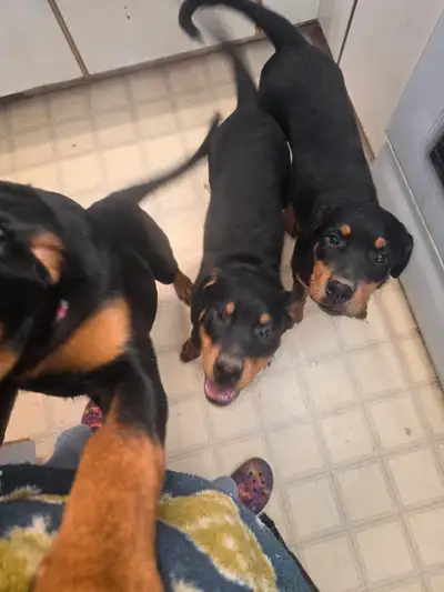 1000$ !!! 3 pure breed german rottweiler puppies all 3 are females sorry all the males sold already...