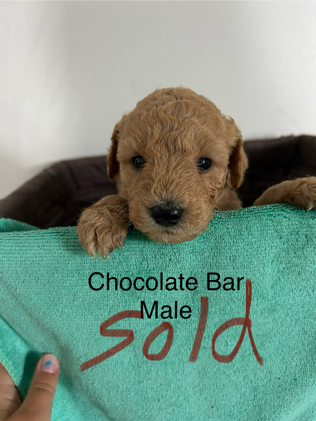 Mini golden doodle puppies ready to go! Only 2 left!!! in Dogs & Puppies for Rehoming in Leamington - Image 4