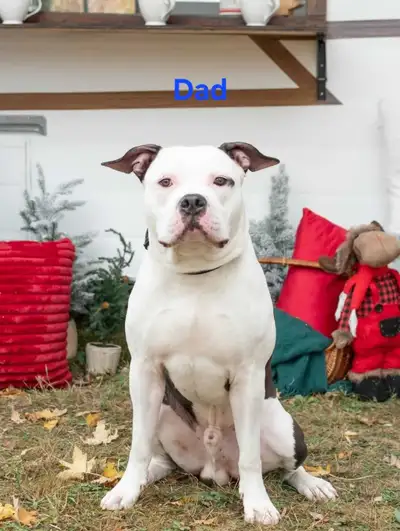 Masitff mix puppies, View more