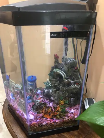 Fish tank, View more