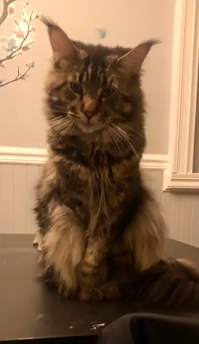 Je propose un magnifique mâle Maine Coon, prêt à rencontrer ses futurs partenaires. Ce chat est en e...