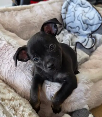 pure bread chihuahua puppy , View more