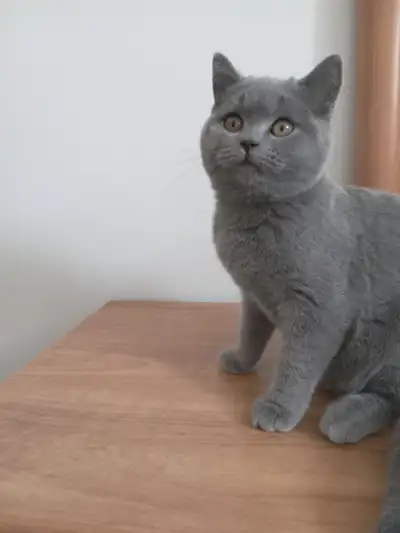 Pure Scottish straight blue kittens registered in CCA/AFC, View more