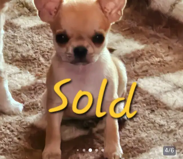 Beautiful  Chihuahua  Puppies Starting at $1000 in Dogs & Puppies for Rehoming in City of Toronto - Image 6