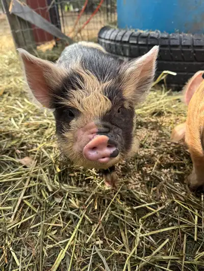 kunekune piglets , View more