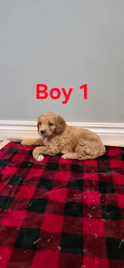 Mini Cockapoo Puppies, View more