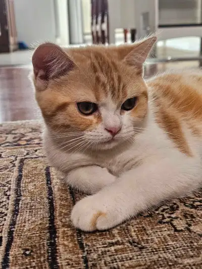 Chaton scottish straight mâle, View more