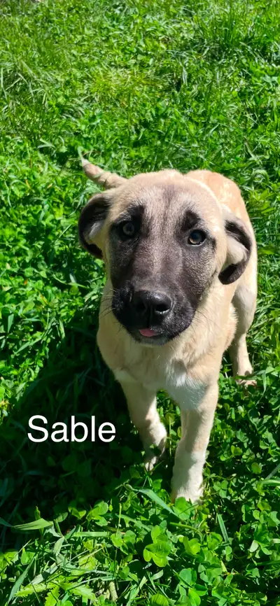 We have 8 gorgeous pure Turkish Kangal puppies ready to go home. Females: Obsidia Sable Jetta Nyxie...