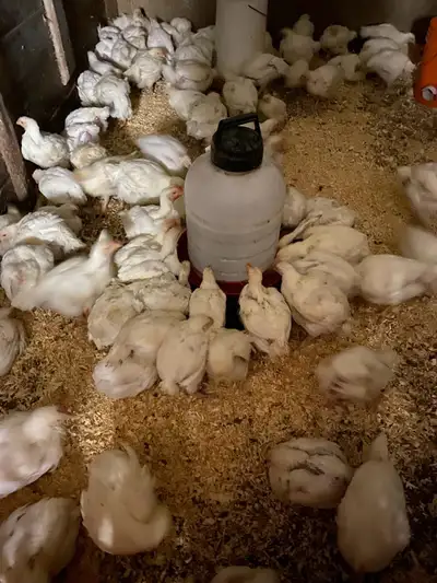 meat chickens, View more