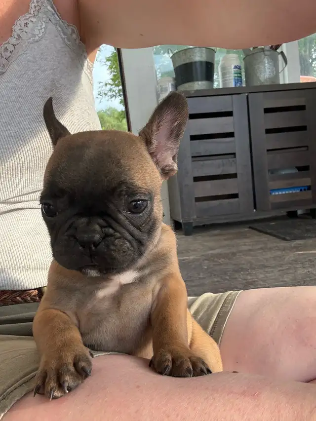 French bulldog Pups in Dogs & Puppies for Rehoming in Winnipeg - Image 9
