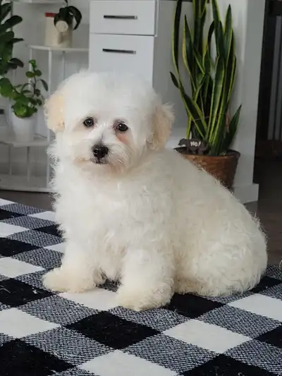 Adorable Maltipoo Puppy for Sale, View more