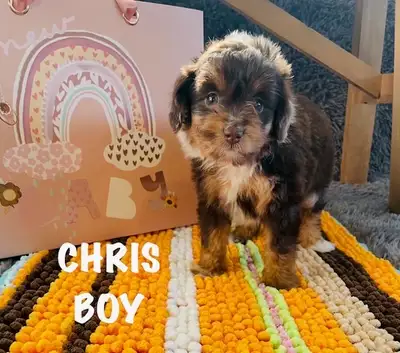 Toy Aussiedoodle cute as a Button, View more