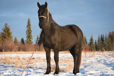 3/4 Friesian Sporthorse gelding, View more