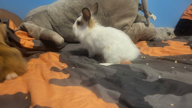 8 week old dwarf rabbits for sale in Small Animals for Rehoming in Sault Ste. Marie - Image 2