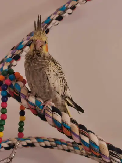 bébé cockatiel, View more