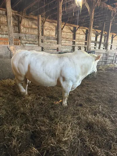 3.5 years old registered bull, been a great bull! must see!