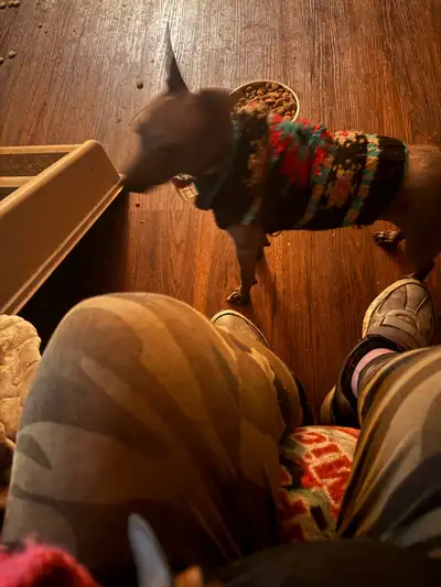 American Terrier X Puppies, View more
