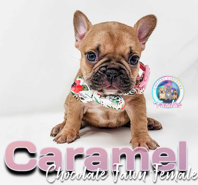 French Bulldog Canadian Kennel Club in Dogs & Puppies for Rehoming in Burnaby/New Westminster