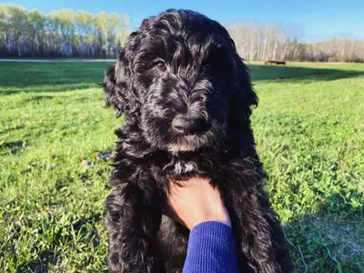 Ready to go! - F1B Irishdoodle Puppies - 2 Boys Left, View more