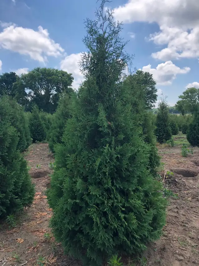Ontario Grown Trees in Plants, Fertilizer & Soil in Chatham-Kent - Image 6