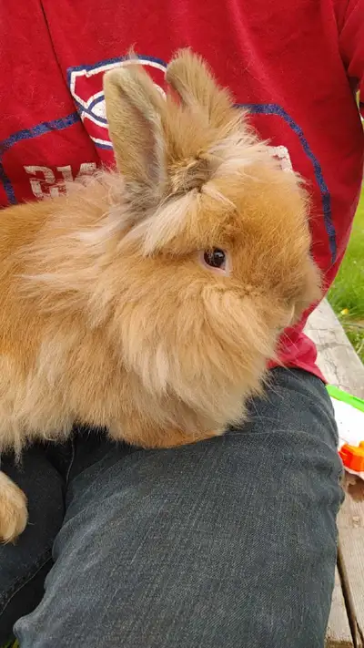 Fluffy bunny!, View more
