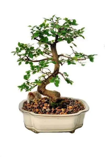 BONSAI ORME DE CHINE (8po), View more
