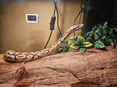 3 year old female Ball Python, View more
