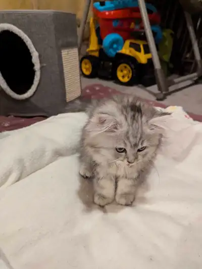 British long hair kittens, View more