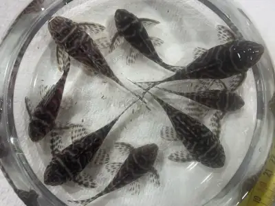 L333 King Tiger Pleco, View more