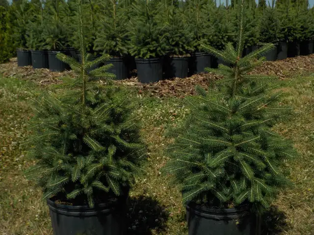 SPRUCE TREES FOR SALE63251761883649124