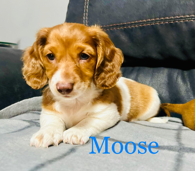 Adorable Mini Dachshund Puppies Looking for Loving Homes in Dogs & Puppies for Rehoming in Winnipeg - Image 2
