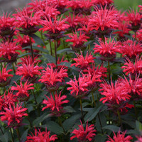 Red Bee Balm Perennials