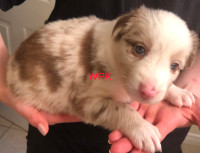 Purebred Border Collie Puppies