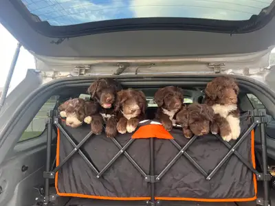 Portuguese Water Dog Puppies, View more