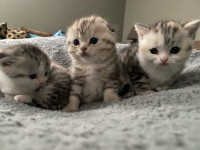 Pure bred Scottish fold kittens  