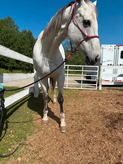 Horse for sale   --  2011 APHA, Gray mare - ‘’Bobby June’’, View more